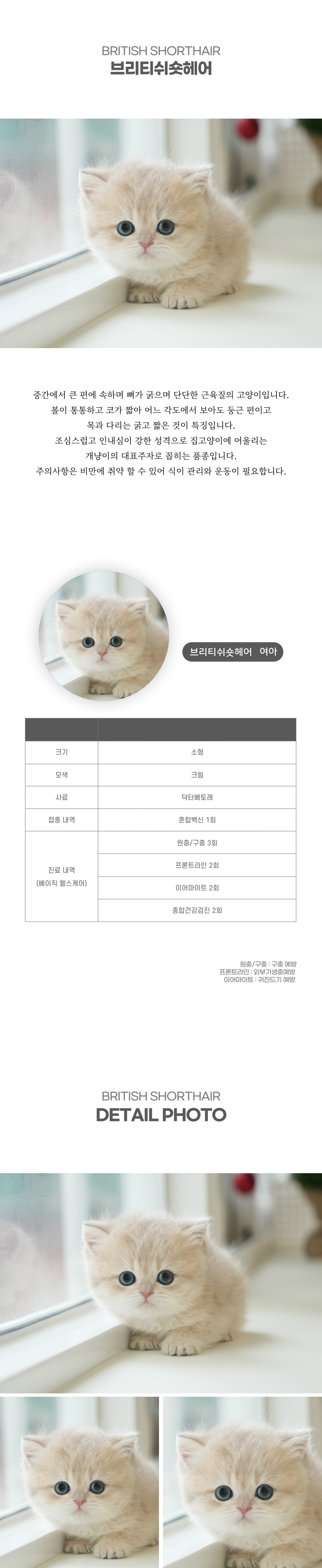 브리티쉬숏헤어_상세이미지_2